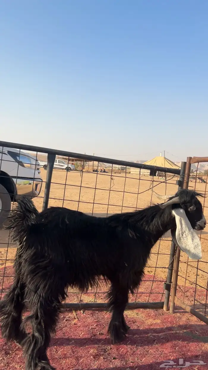 تيس على حد الغلاق مخصي 2