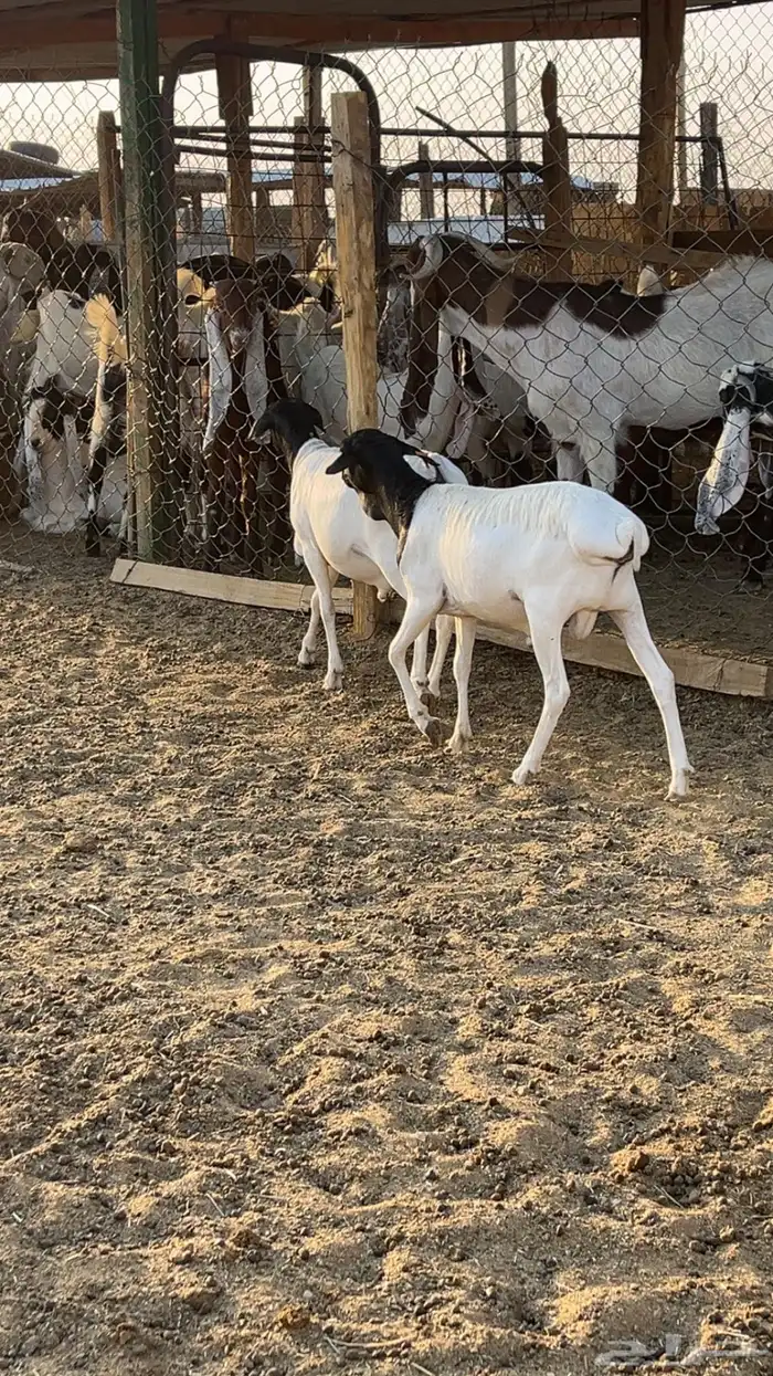 طليان نعيم سواكن برابر فل شحم (راجع التقيم) 9