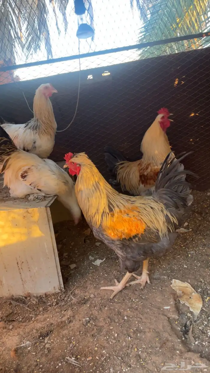 ديك براهما - دجاج براهما 0