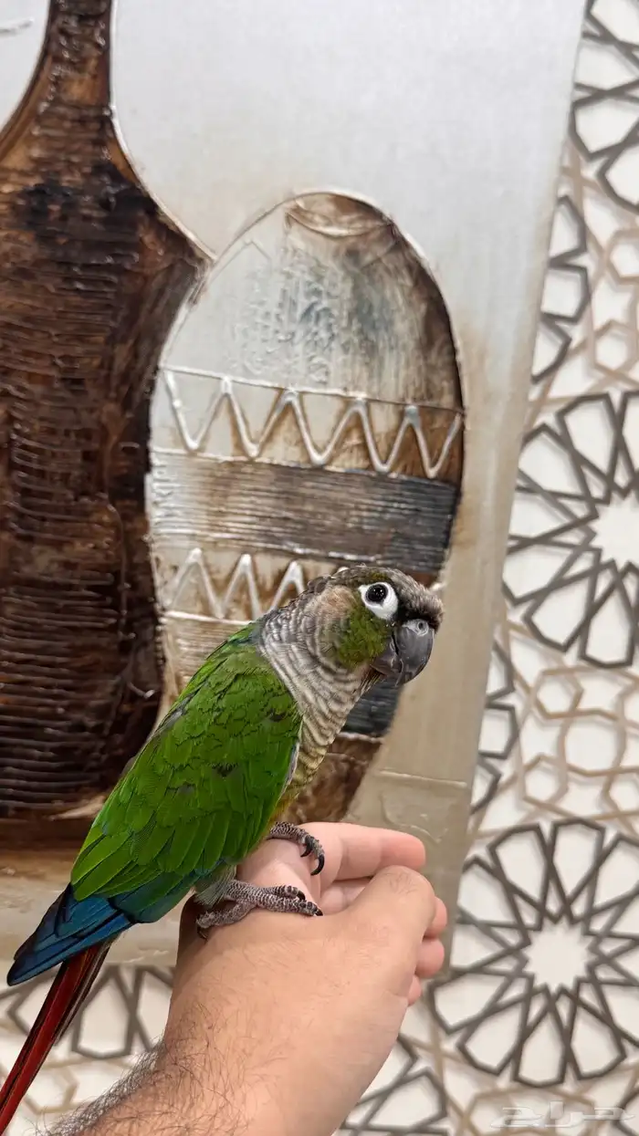 ذكر كنيور قرين شيك اليف ومتكلم ومنتج ( تم البيع) 6