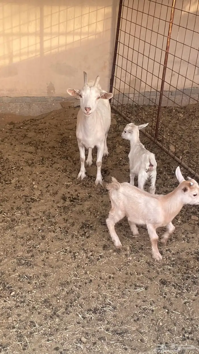 للبيع ماعز قزم 0