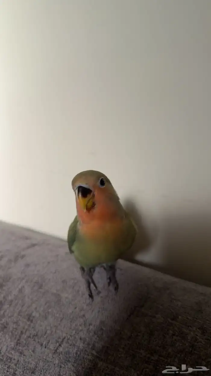 ببغاء روز 1