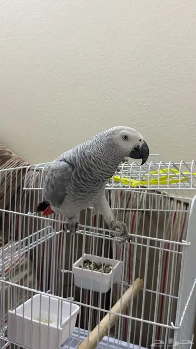 كاسكو اليف متكلم index