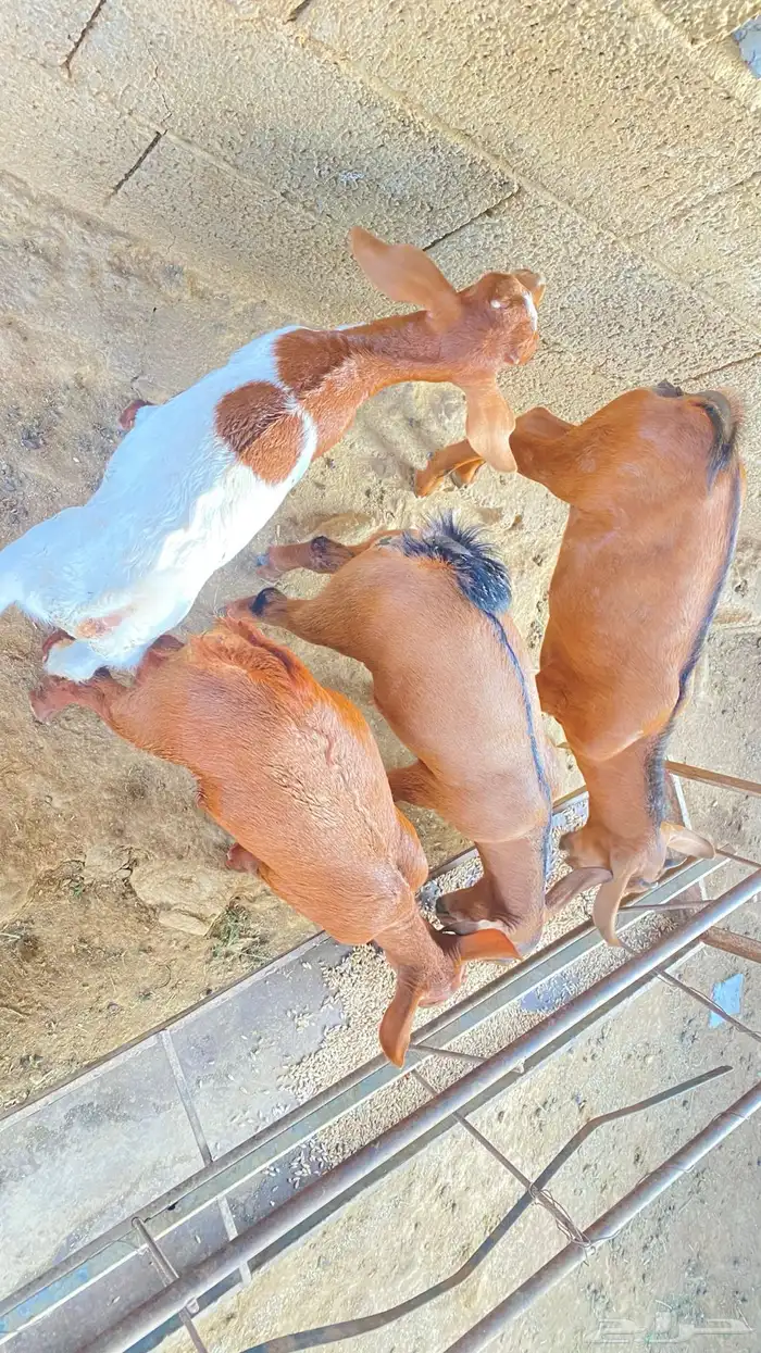 تيوس لأناث2 و الذكور2 4