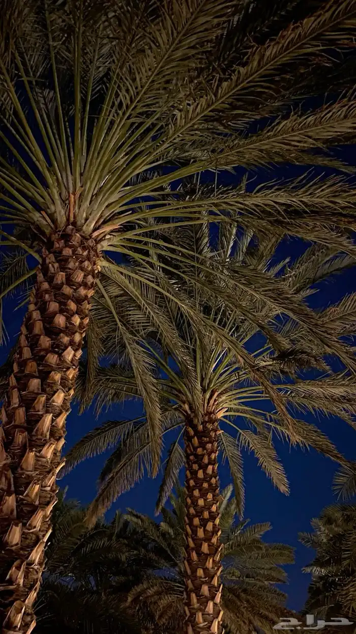 أحتاج سعف النخل للي عنده وحول القوز 1