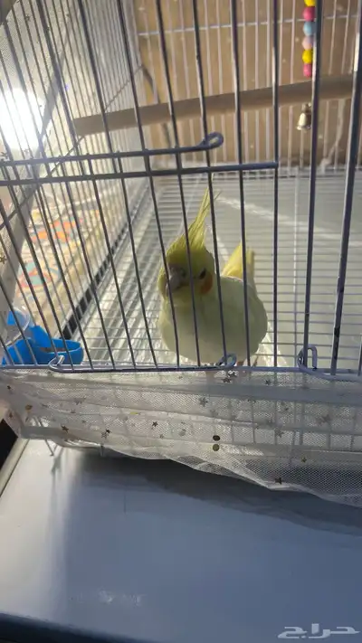 ببغاء كروان كوكتيل اليف ذكر index