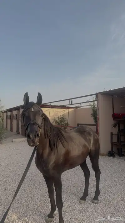 فرس شعبيه شيخه index