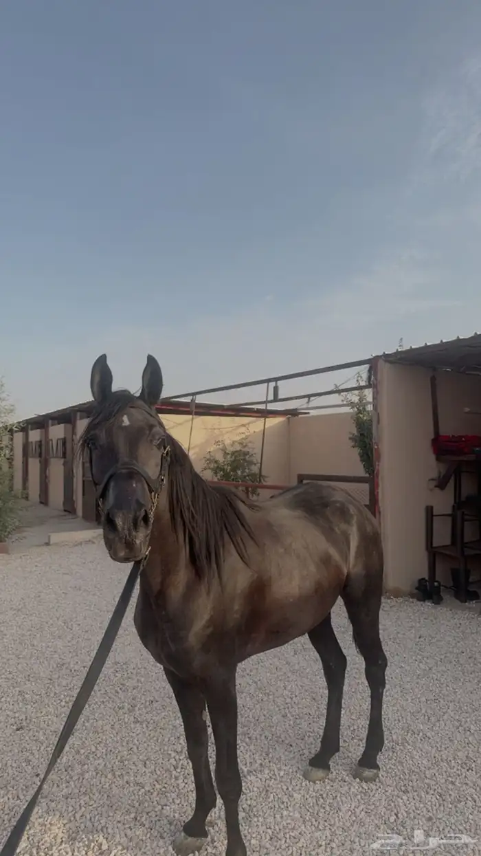 فرس شعبيه شيخه 1