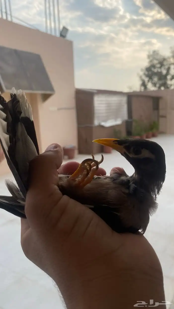 فرخ مينا اليف علئ السوم 11