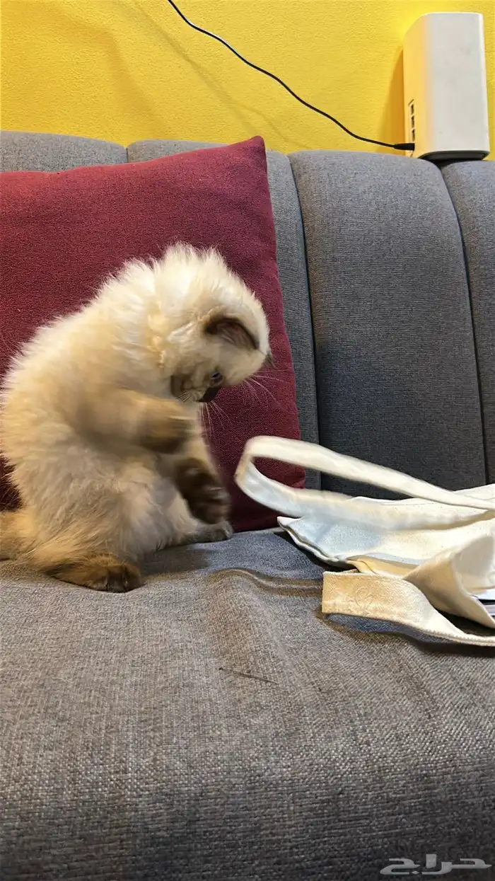 قطوتين للبيع 28