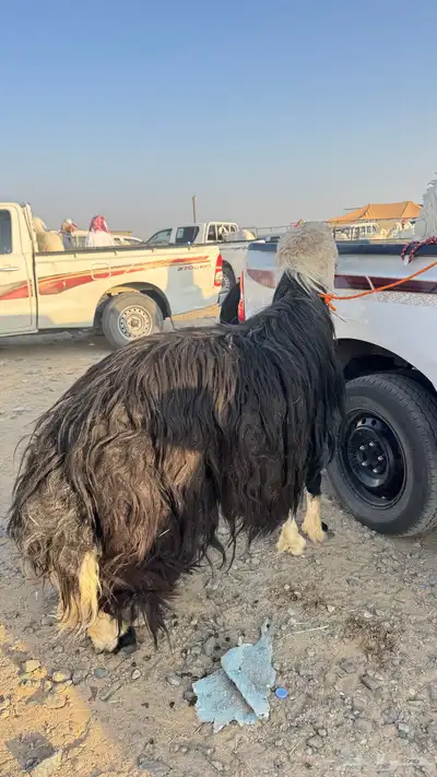 طلي نجدي صنف index