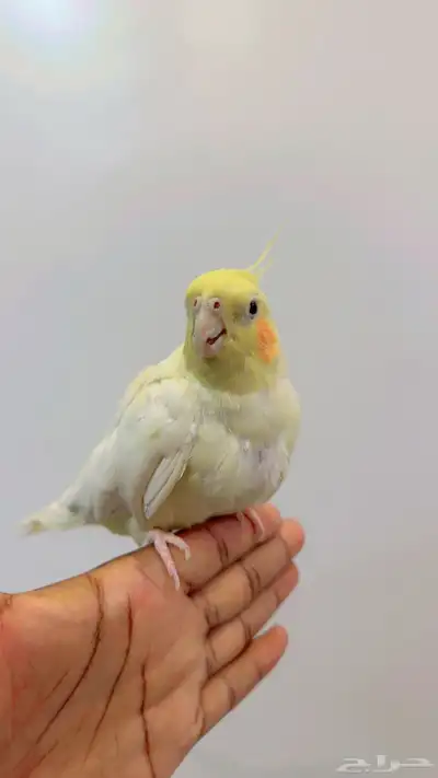 جوز كروان النثى أليفه index