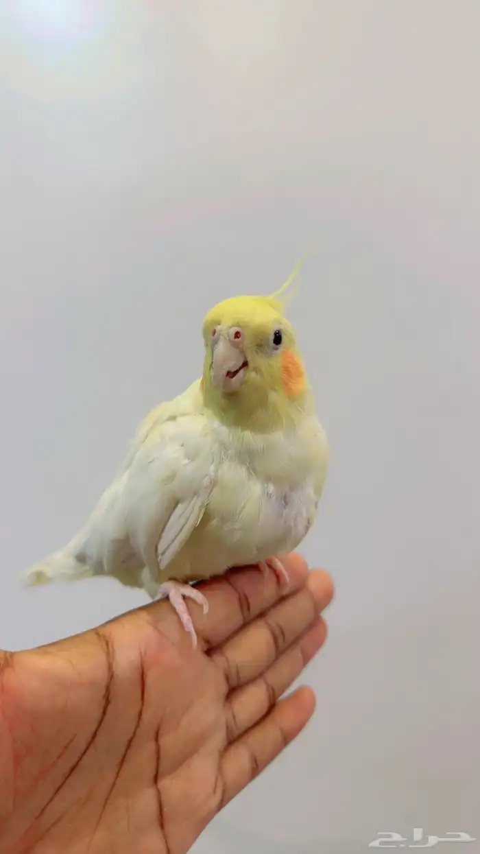 جوز كروان النثى أليفه 4