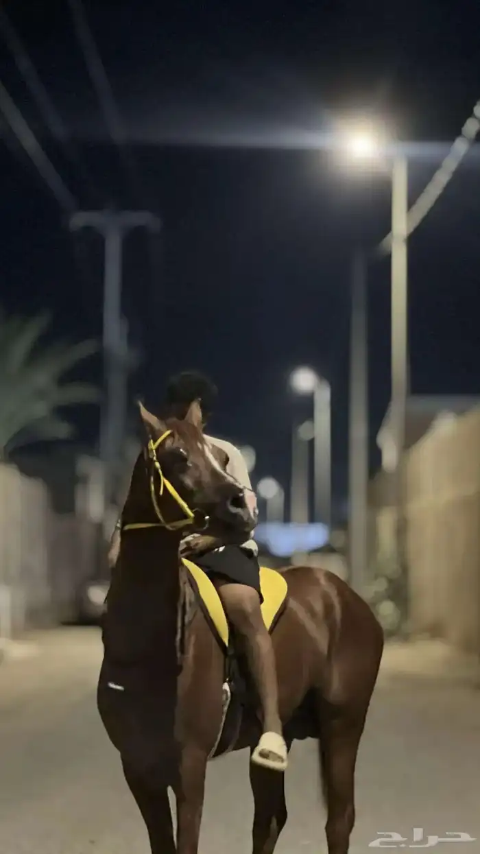 خيل شعبي 4