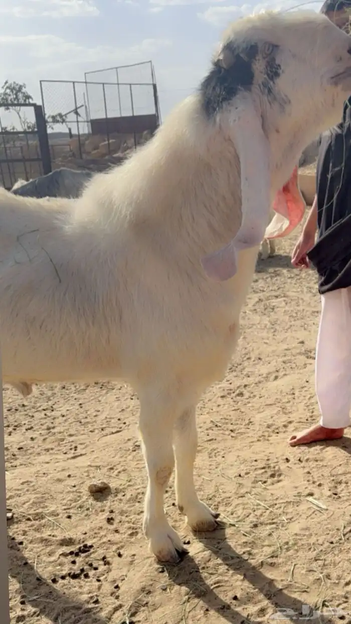 للبيع تيس هولندي 0