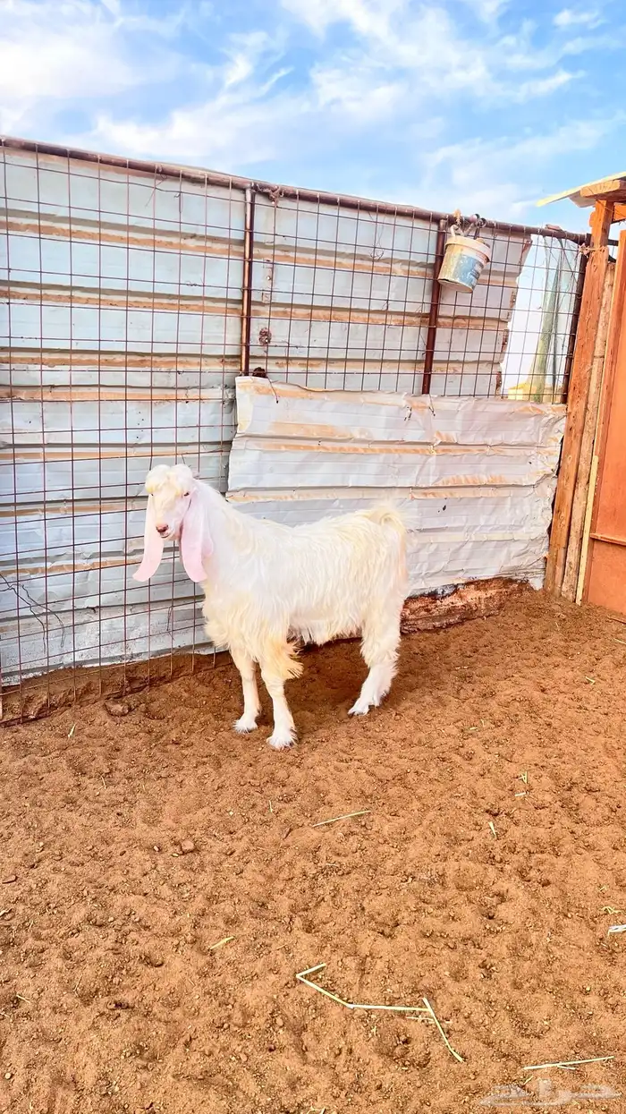 تيس صنف الصنف 1