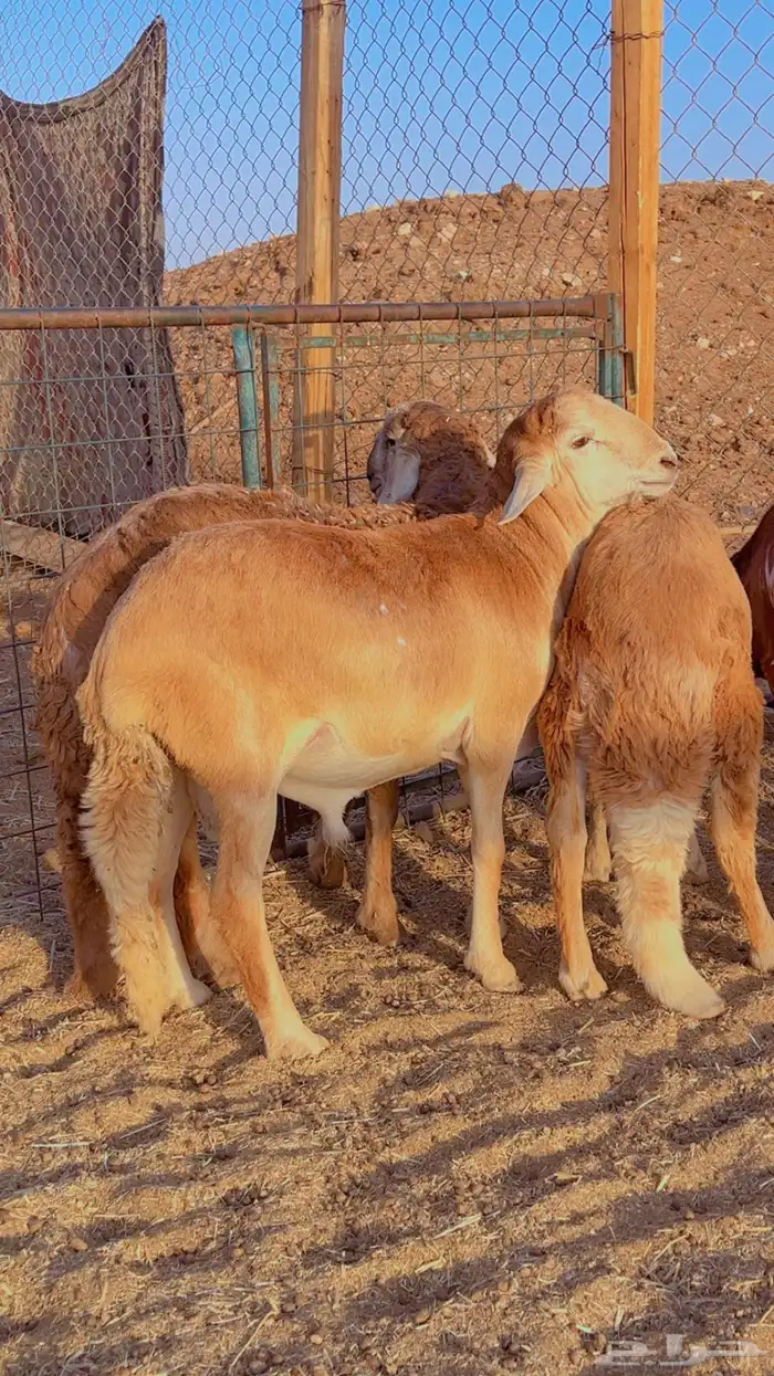 طليان نعيم سواكن برابر فل شحم (راجع التقيم) 3