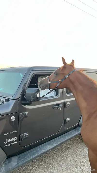 مهر واهو شيخخ index