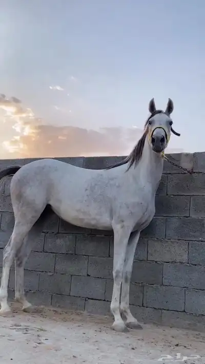 فرس شعبي index