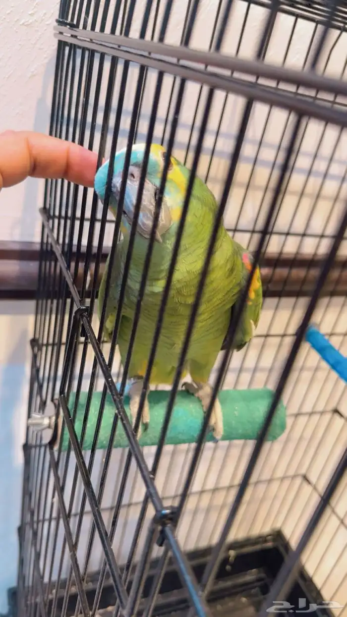 بغبغاء امازون 7