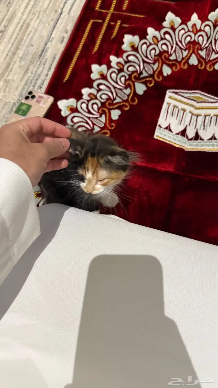 كيتن شيرازي 2