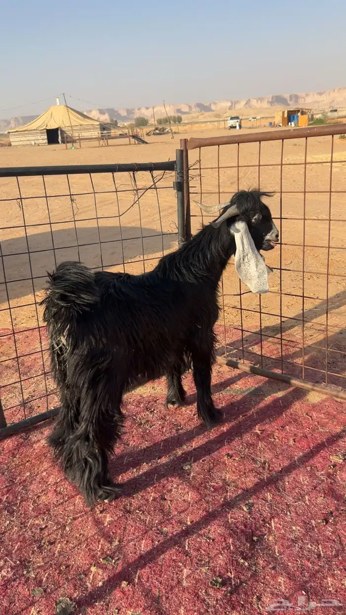 تيس على حد الغلاق مخصي 0