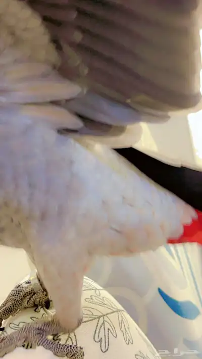 كاسكو هدد index