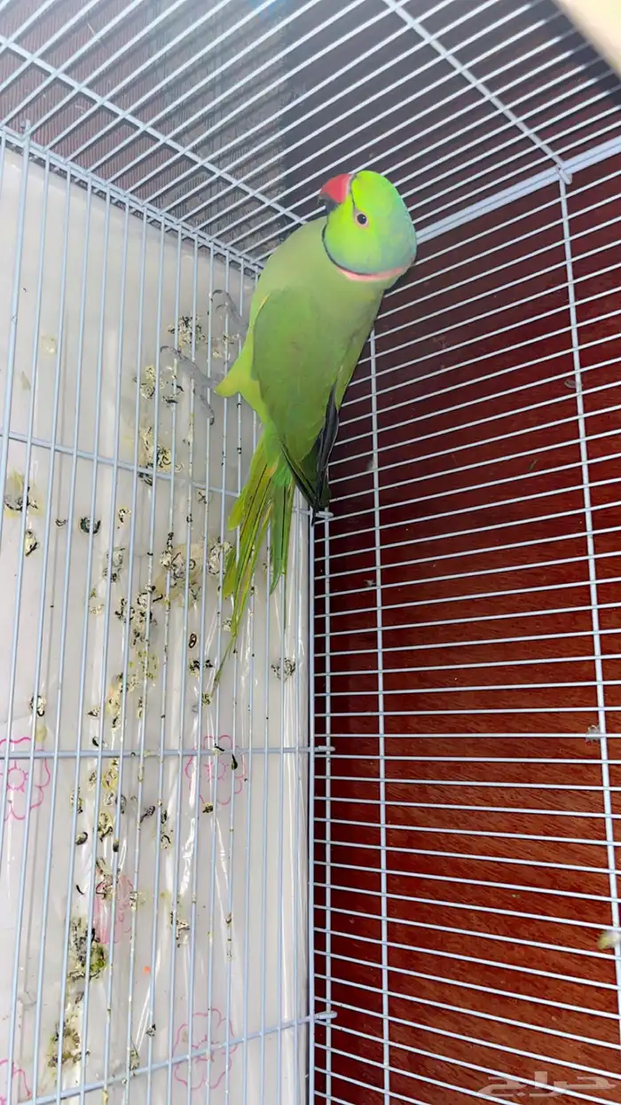 زوج ببغاء الدره الذكر هندي اخضر الانثا رمادي اليفه 4