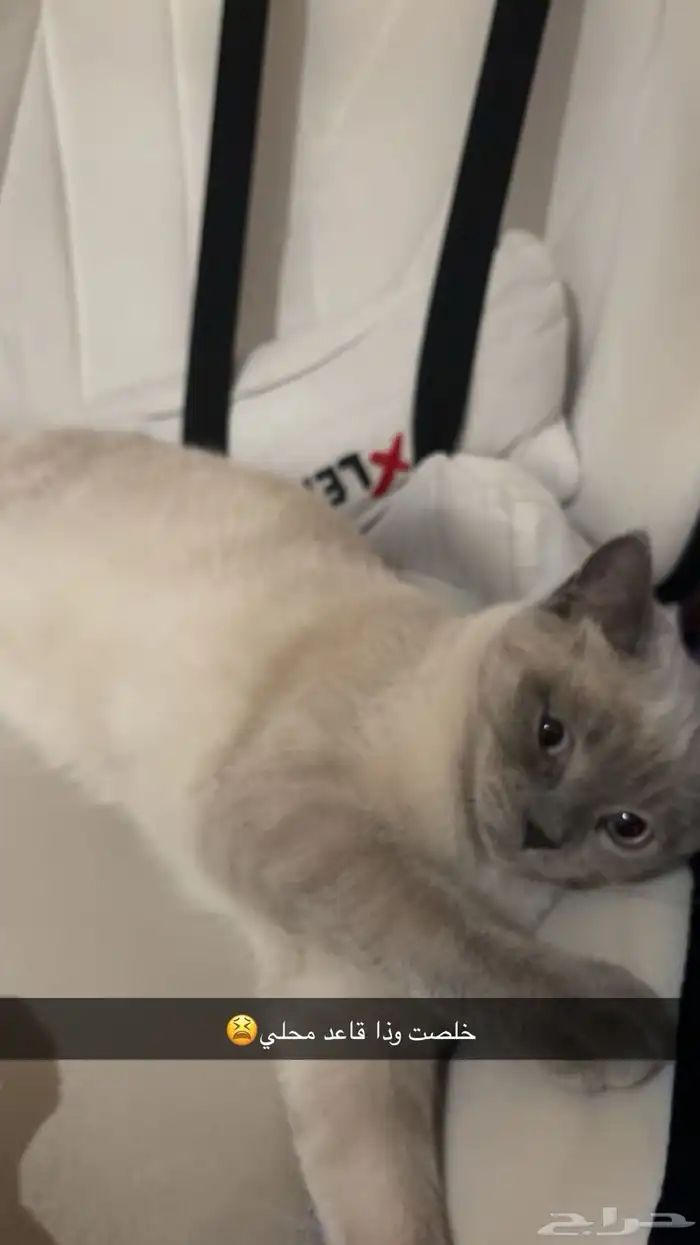 قط هاف سكوتش للبيع 2