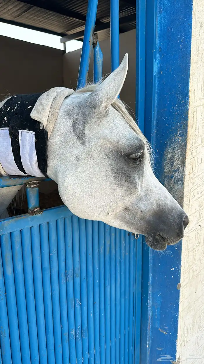 فرس واهو رفيعه جدا بنت بطل وحفيدة ابطال من الجهتين 0