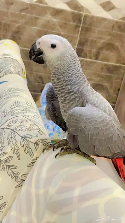 كاسكو هدد index