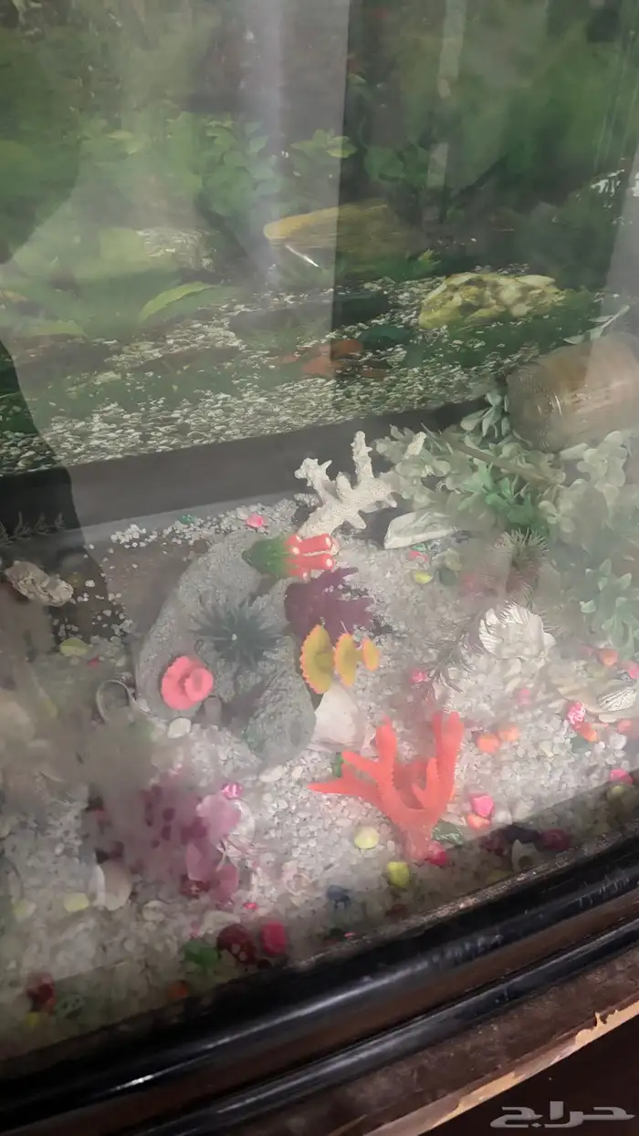 حوض سمك 2