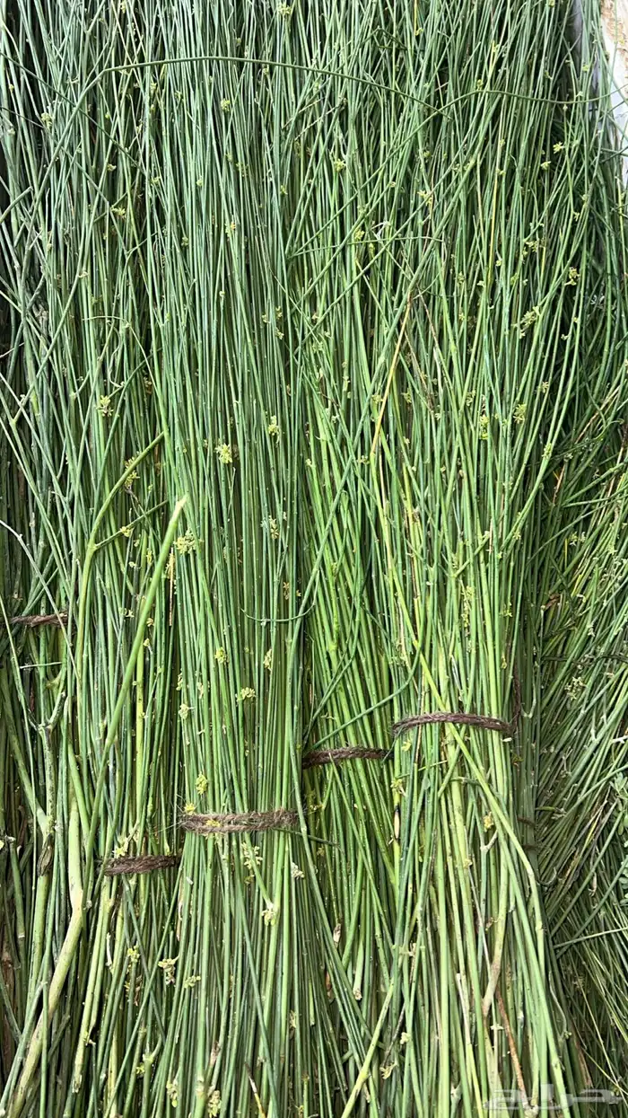 مرخ جنوبي طازج أخضر وطري 0