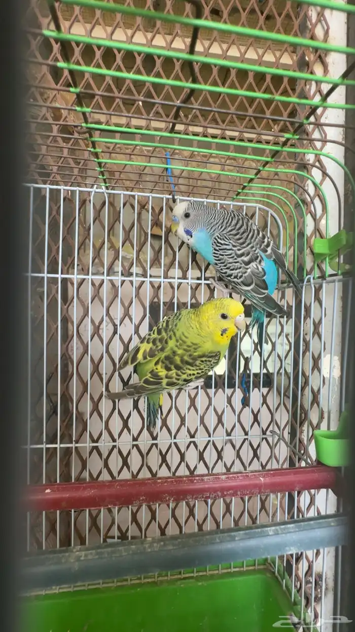 اجواز بادجي 1