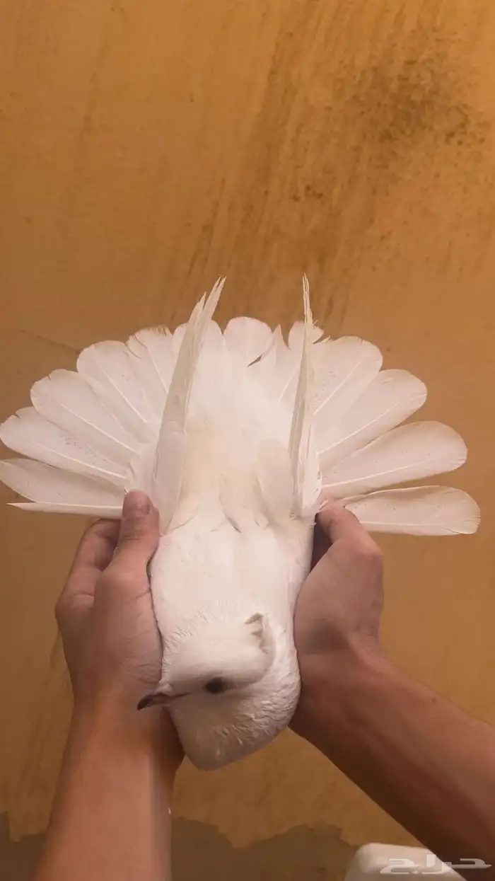 للبيع طبات غرانيق جاهزه للترسيم شي توب 0