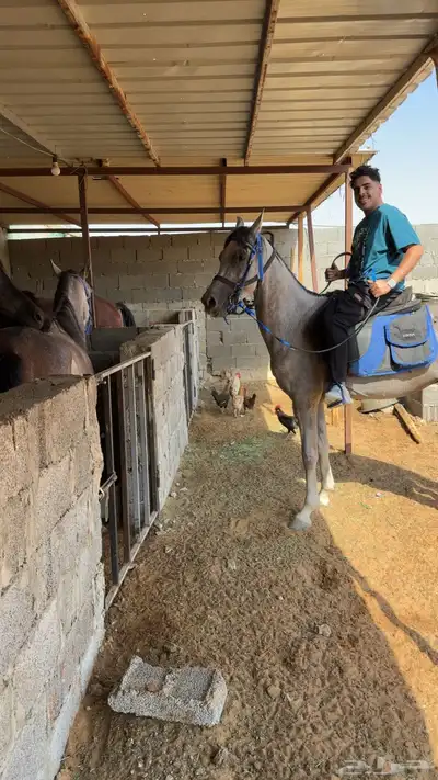 يوحد ايوا وعلاج وتدريب وعسف الموقع دايرب index