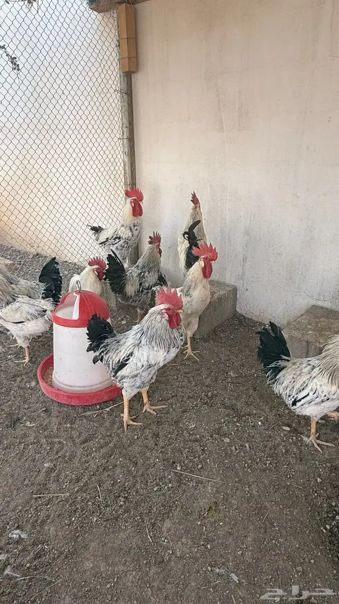 دجاج فرنسي كولمبي 1