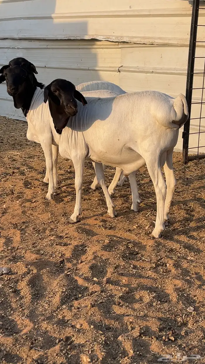 طليان نعيم سواكن برابر فل شحم (راجع التقيم) 7