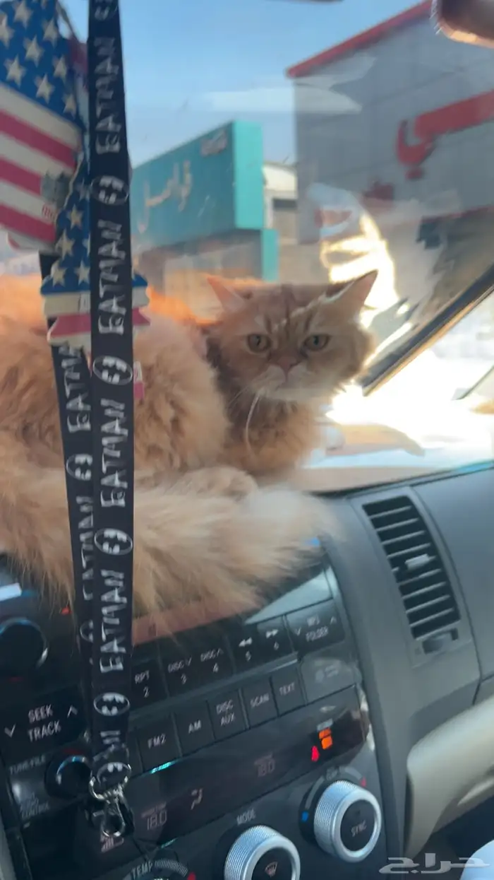 قطة شيرازيه للبيع 1