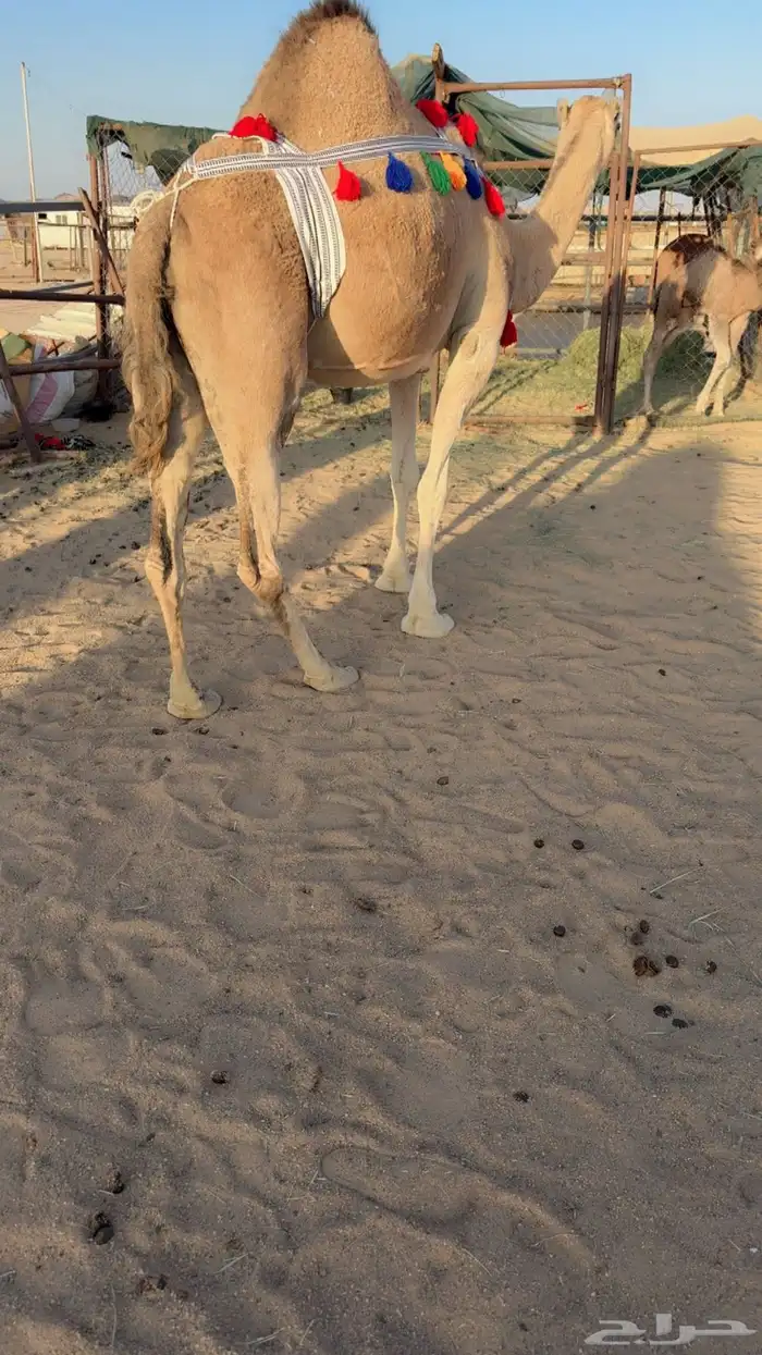 للبيع خلفه مصغر 2