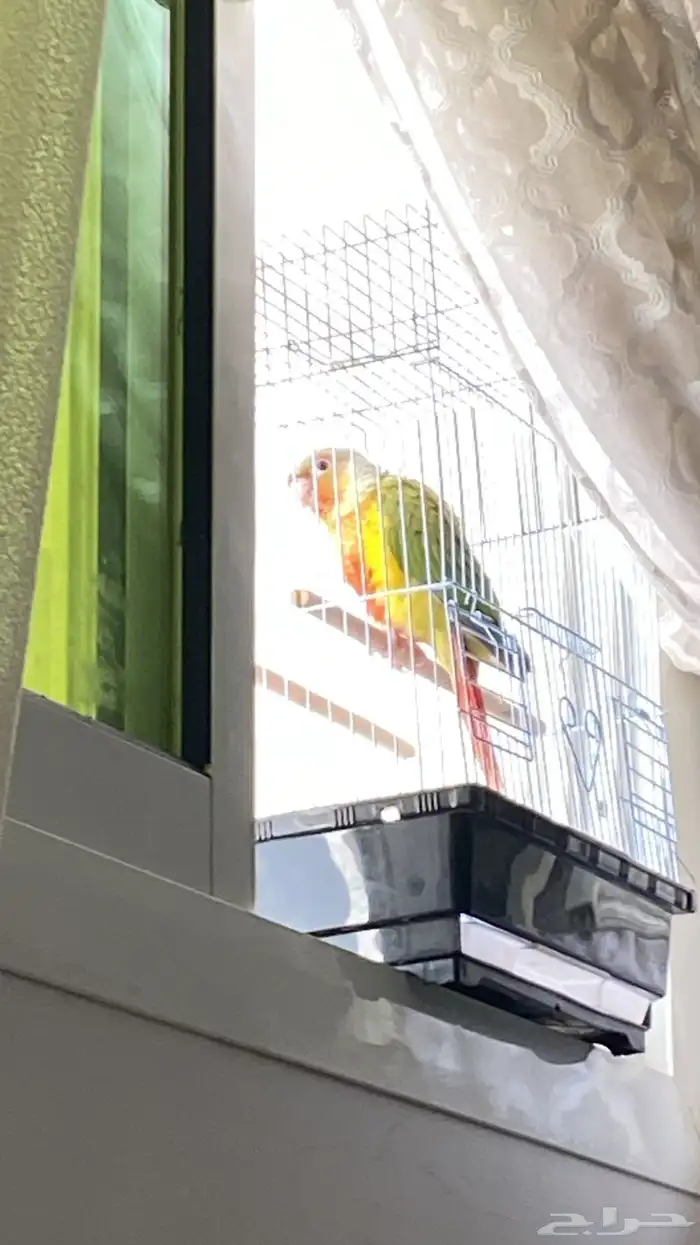 كنيور فرخ العمر 42 يوم صحه شرط عدد تناديه يجيك تواصل واتس 2