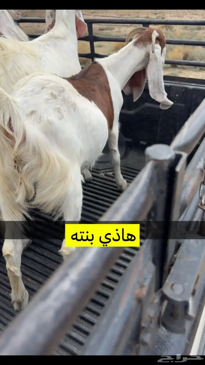 للبيع تيس هولندي 2