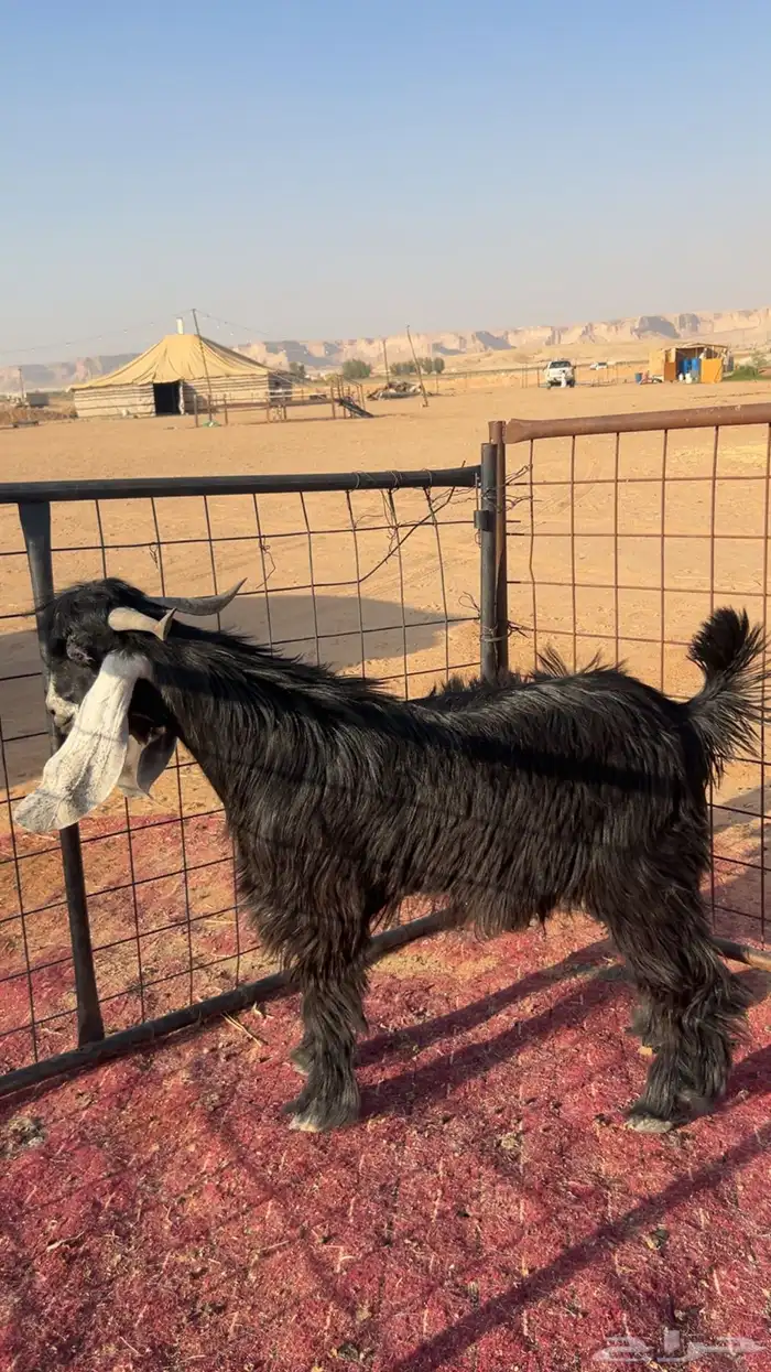 تيس على حد الغلاق مخصي 1