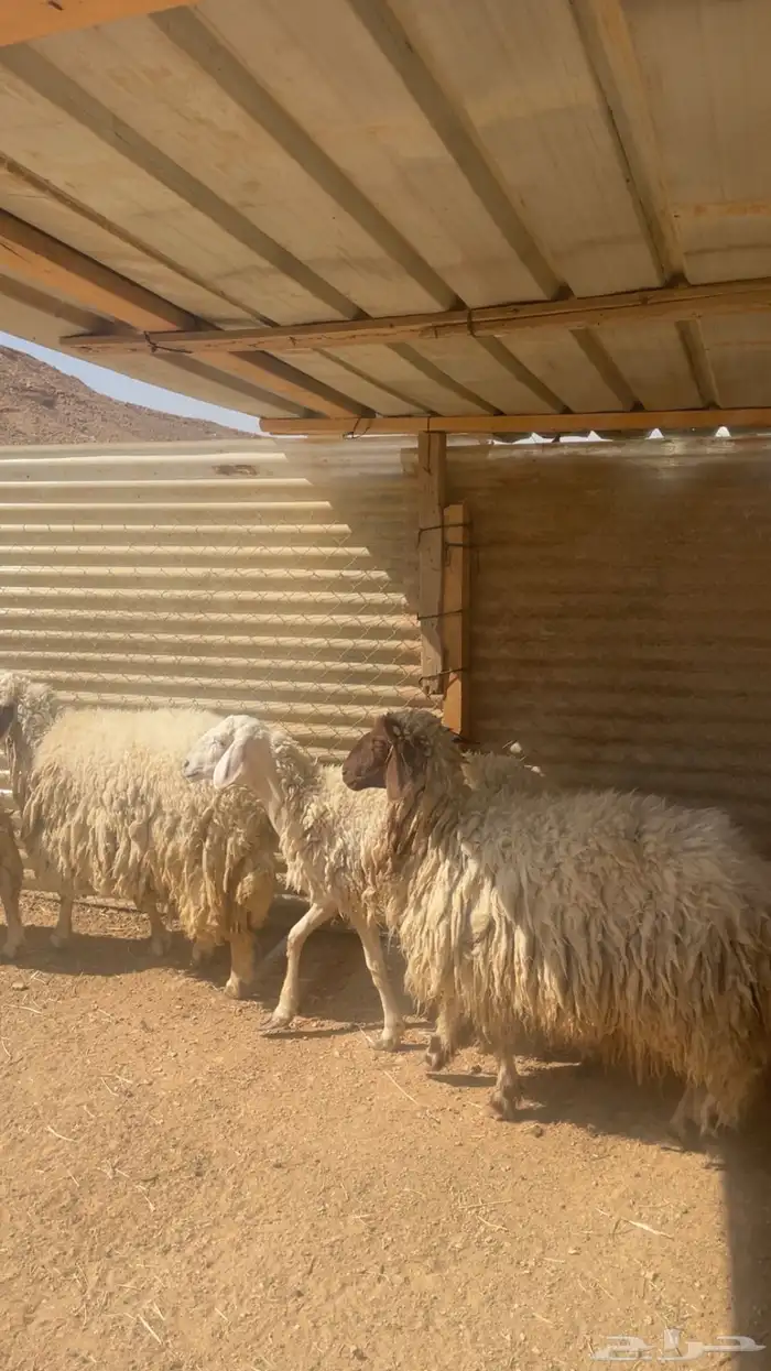 شياه حريات ونعيميه ثنوات 2