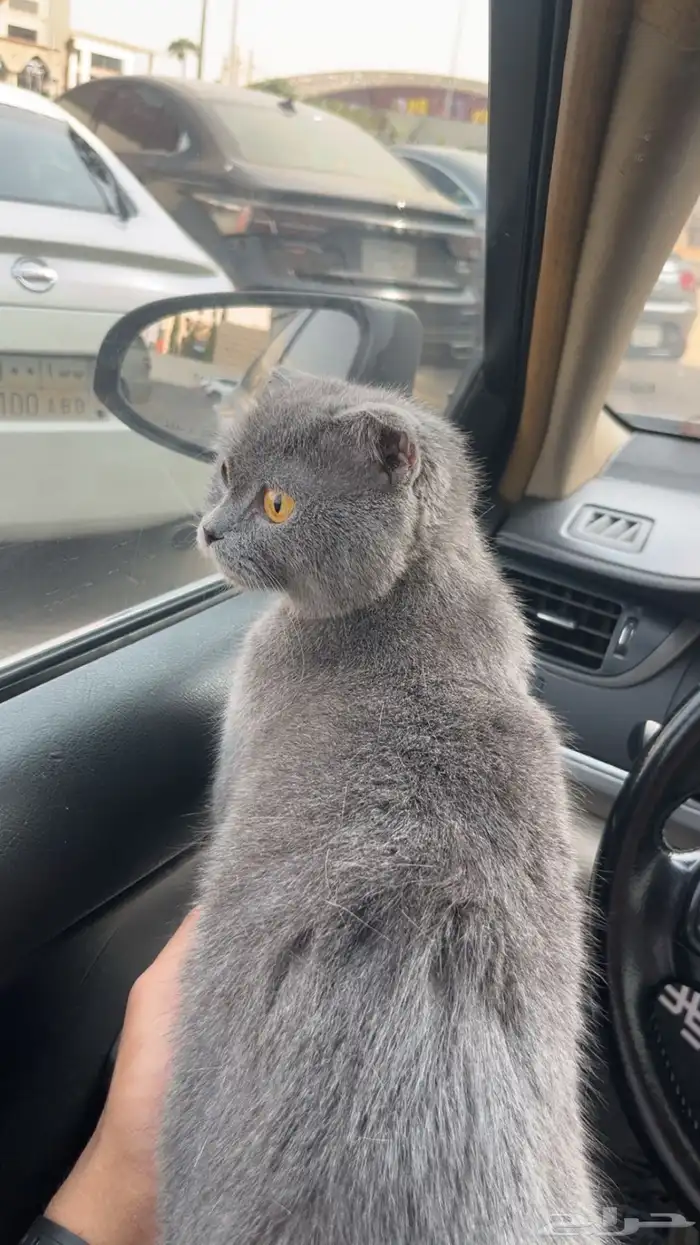 قطه سكواتش فلود 0