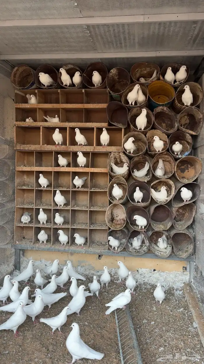 حمام فرنسي العدد تقريبا  35 جوز 3