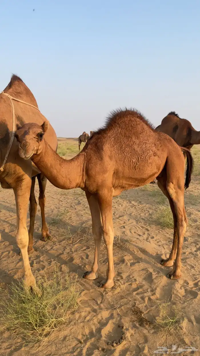 قعود ساحلي سمين الموقع الحليفه   للتواصل 1