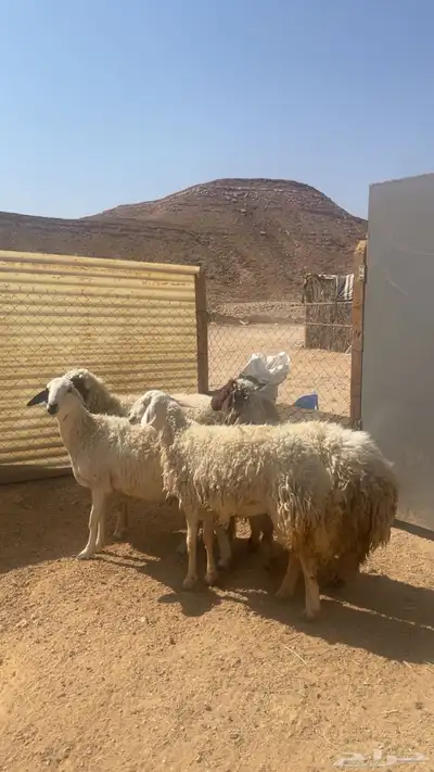 شياه حريات ونعيميه ثنوات index