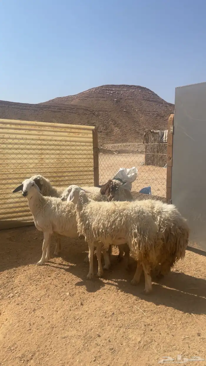 شياه حريات ونعيميه ثنوات 3