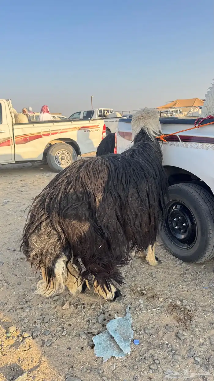 طلي نجدي صنف 0